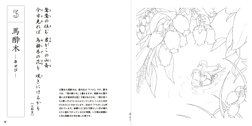 Adult Sketch Colouring Book Botany Ancient Flowers of the Manyoshu