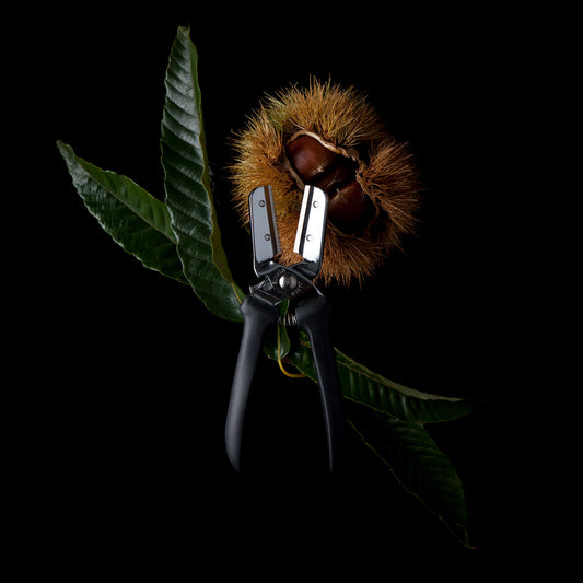 Suwada Kurikuri Bosho Chestnut Peeler Removable Blade